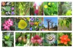 Fleurs des tropiques – Semences et plants Réunion