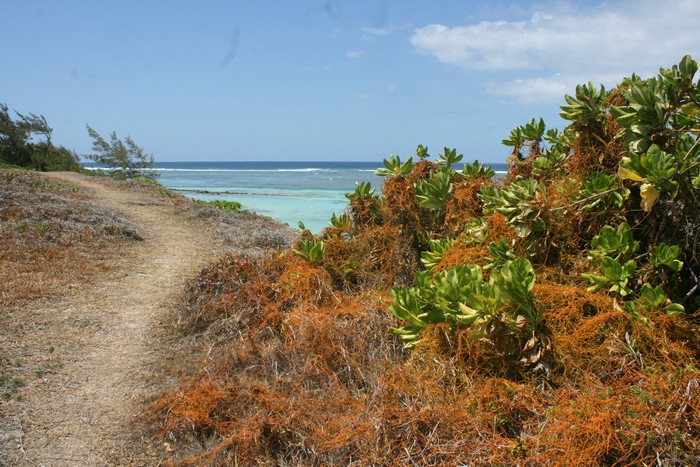 peste-vegetale-plages-ocean-indien002