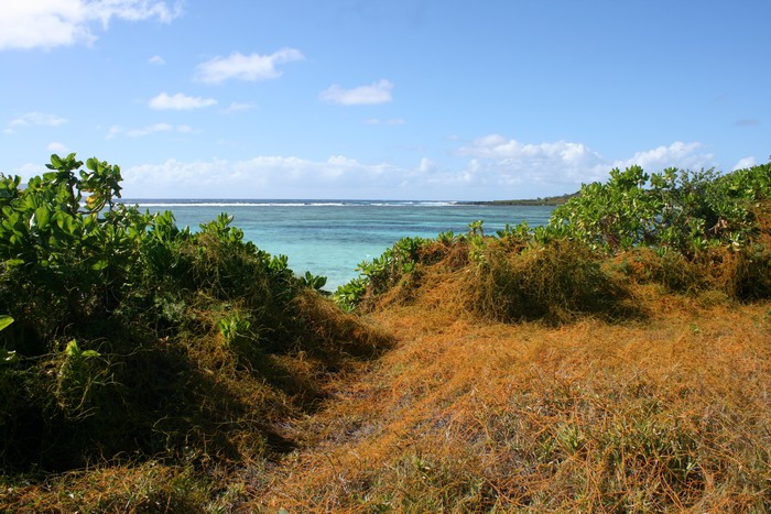 peste-vegetale-plages-ocean-indien003