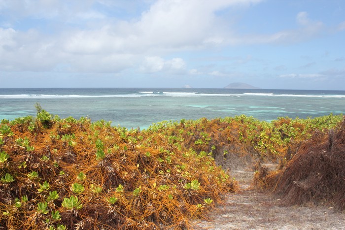 peste-vegetale-plages-ocean-indien008