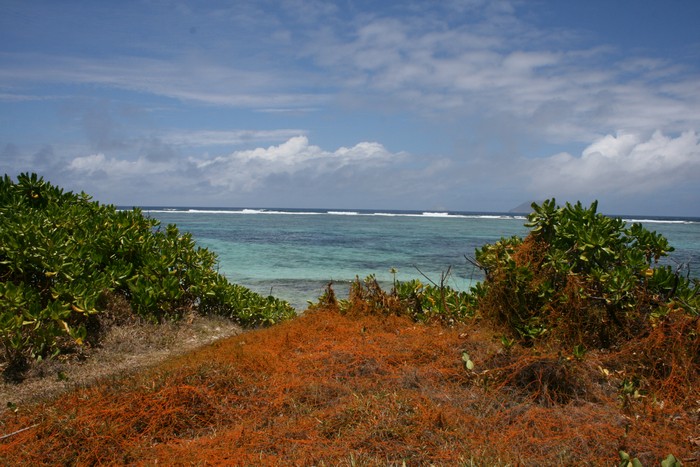 peste-vegetale-plages-ocean-indien010