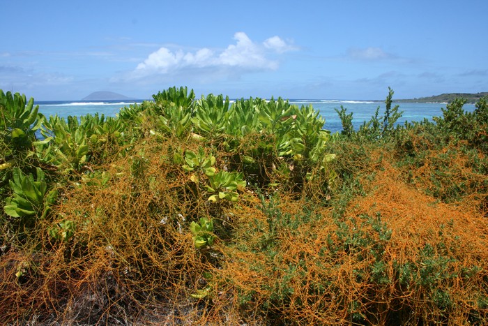 peste-vegetale-plages-ocean-indien011