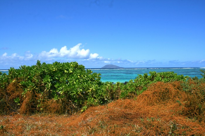 peste-vegetale-plages-ocean-indien013