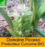 Curcuma BIO Domaine de Picasso