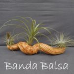 Banda Balsa