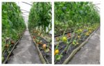 Les Jardins de Louna Tomates anciennes Réunion