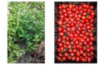 Les Jardins de Louna Tomates anciennes Réunion