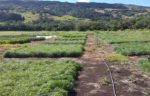 ARP Réunion herbe et fourrage