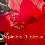 Pépinière Hibiscus
