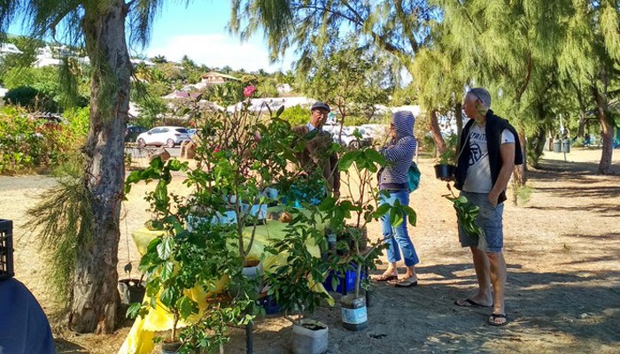 troc-plantes-reunion-cetanou005